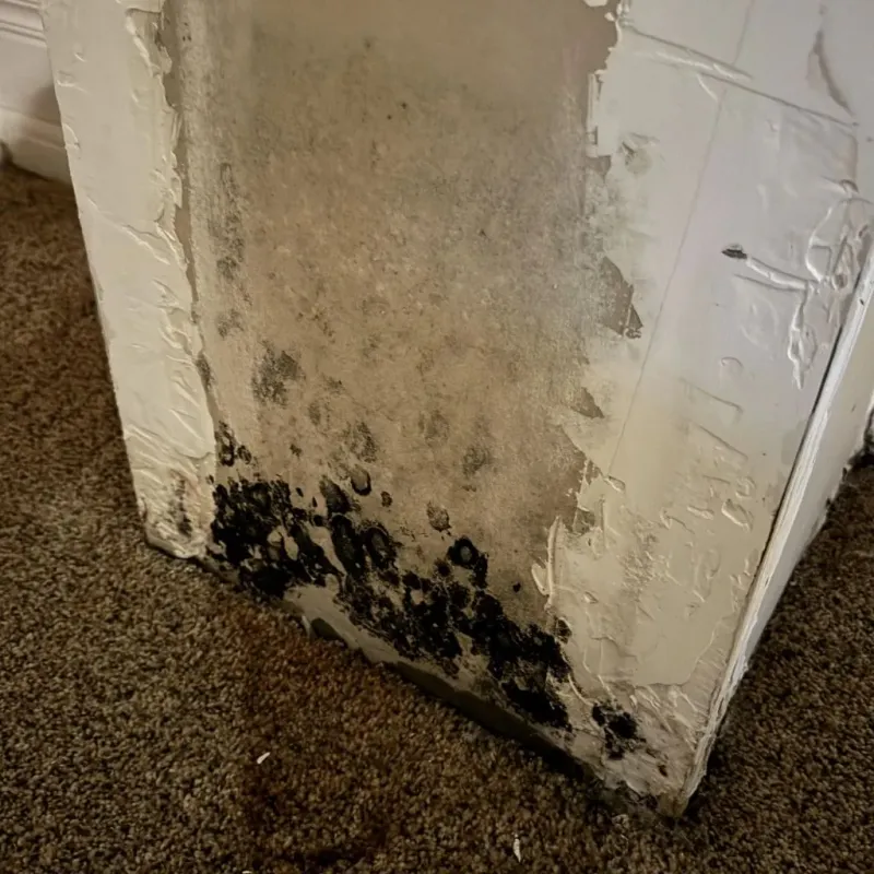 Professional Mold Removal in Carroll County, AR